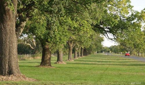 Avenue of Honour 1 - Business + Tourism Creswick