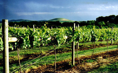 Mt coghill vineyard mt coghill in back - Business + Tourism Creswick